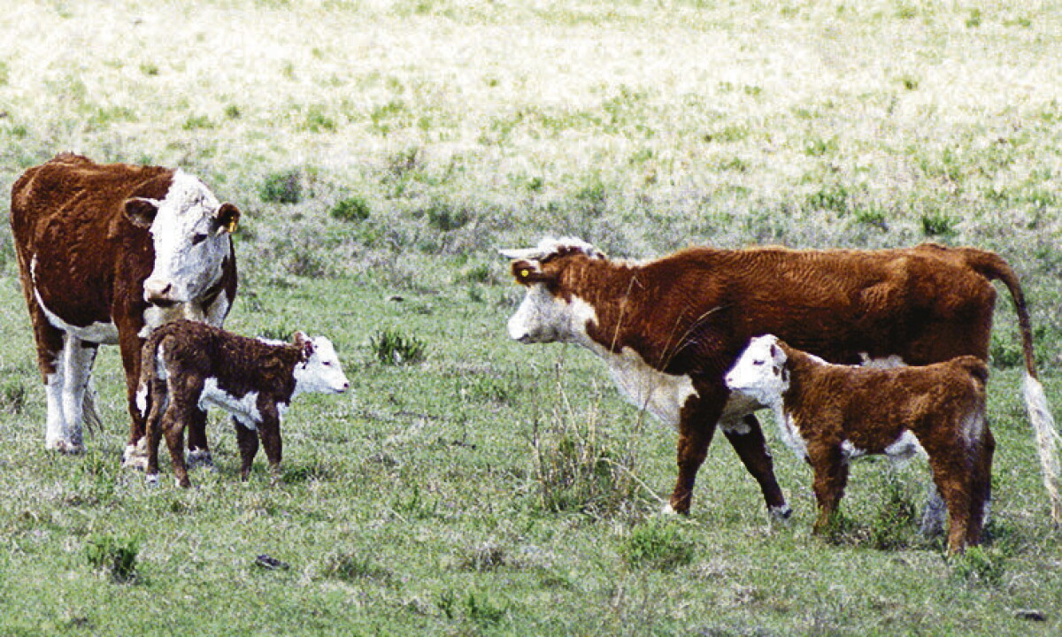 Uruguay podría faenar 3 millones de vacunos y exportar carne por USD 4.000 millones hacia 2050