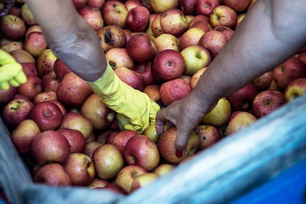 Fogón social: Uruguay desperdicia 125 millones de kilos de frutas y verduras por año, organizaciones reclaman ampliar los incentivos para la donación