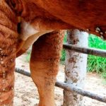 Fogón ganadero: reclaman priorizar la prevención en el combate a la garrapata