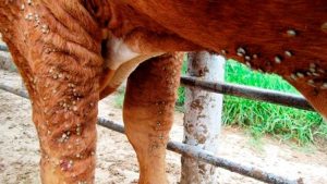 Fogón ganadero: reclaman priorizar la prevención en el combate a la garrapata