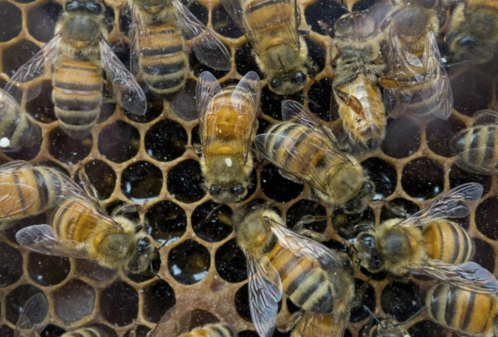 Fogón apícola: La colza fortalece las colmenas y mejora la productividad agrícola