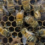 Fogón apícola: La colza fortalece las colmenas y mejora la productividad agrícola