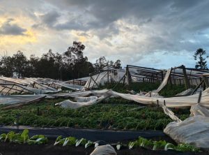 Temporal en Salto: productores perdieron el 100% de sus invernáculos y evalúan declarar la emergencia granjera