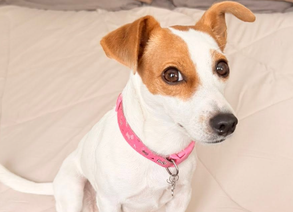 Robinson Lucero y la raza Jack Russell en Uruguay