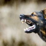 Fogón animal: diputados buscan unificar proyectos para regular la tenencia responsable