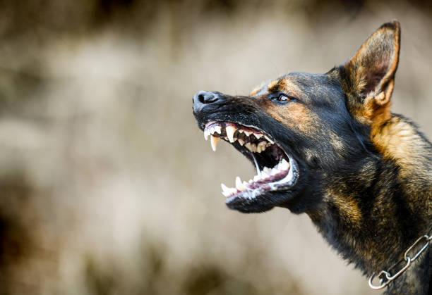 Fogón animal: diputados buscan unificar proyectos para regular la tenencia responsable