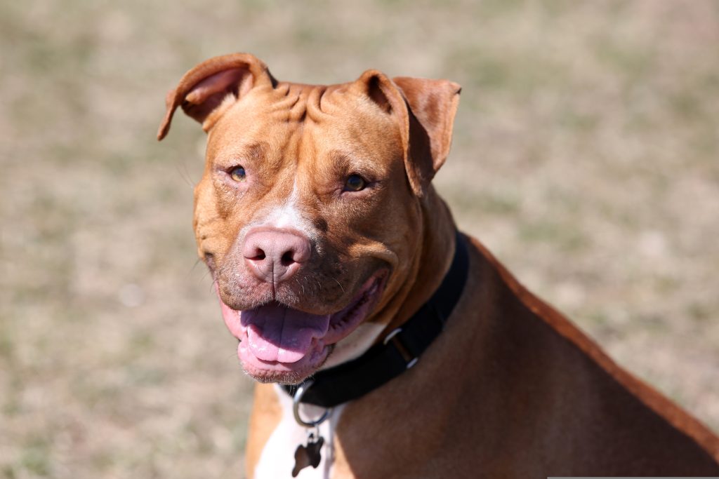 Proponen prohibir crianza de perros pitbull en Uruguay