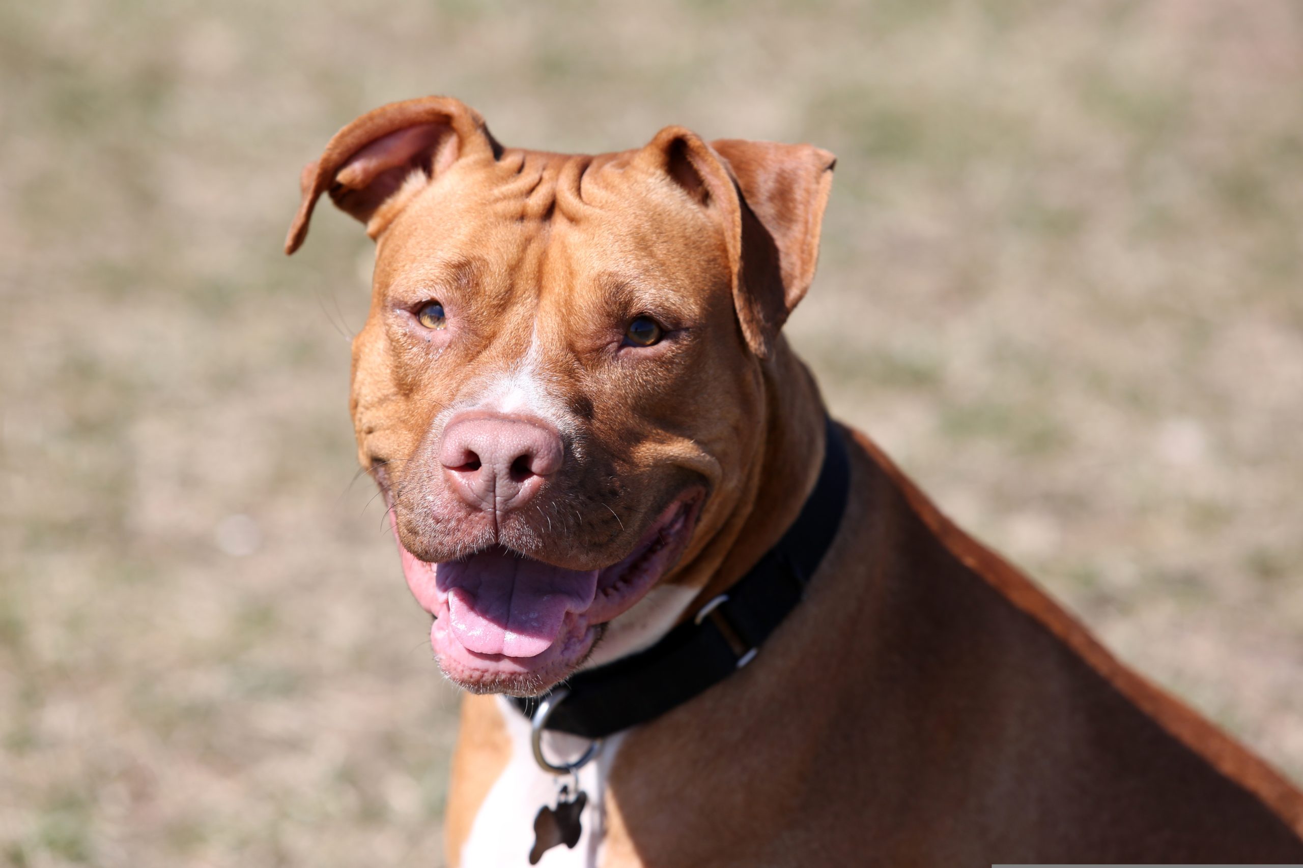 Proponen prohibir crianza de perros pitbull en Uruguay