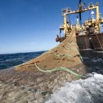 Fogón pesquero: fuerte caída en la captura de merluza y calamar vinculado a las prospecciones sísmicas