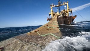 Fogón pesquero: fuerte caída en la captura de merluza y calamar vinculado a las prospecciones sísmicas