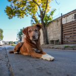 INBA transferirá 55 millones de pesos a intendencias y organizaciones para realizar castraciones masivas