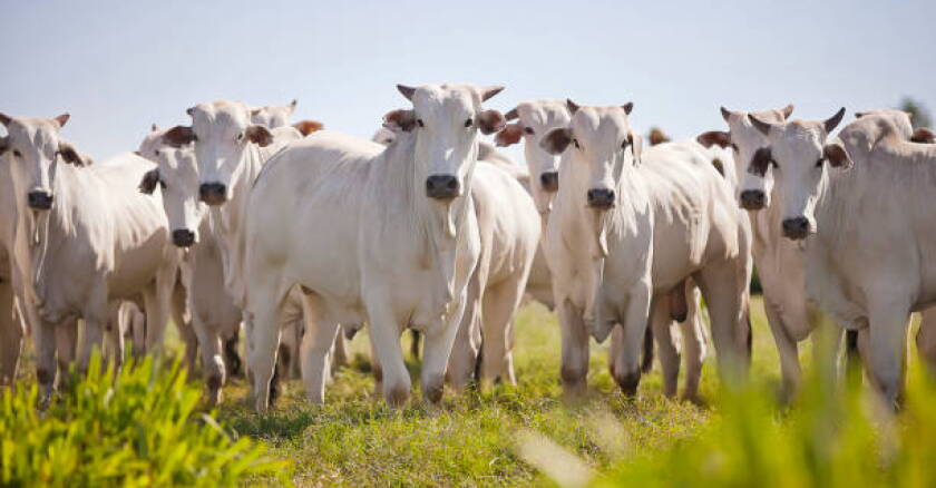 El mercado interno de Brasil sostiene los precios de la carne mientras crece la incertidumbre por China y Europa