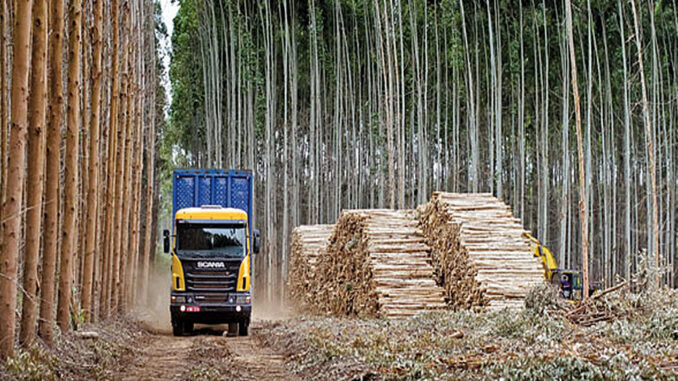 Sector forestal plantea sumar 500.000 hectáreas y reclama condiciones para atraer inversiones