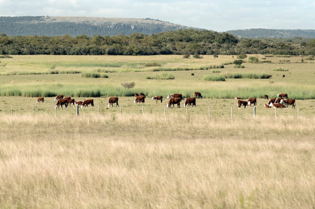 Fogón ganadero: precios récord y menor oferta mundial impulsan una perspectiva favorable para la ganadería 
