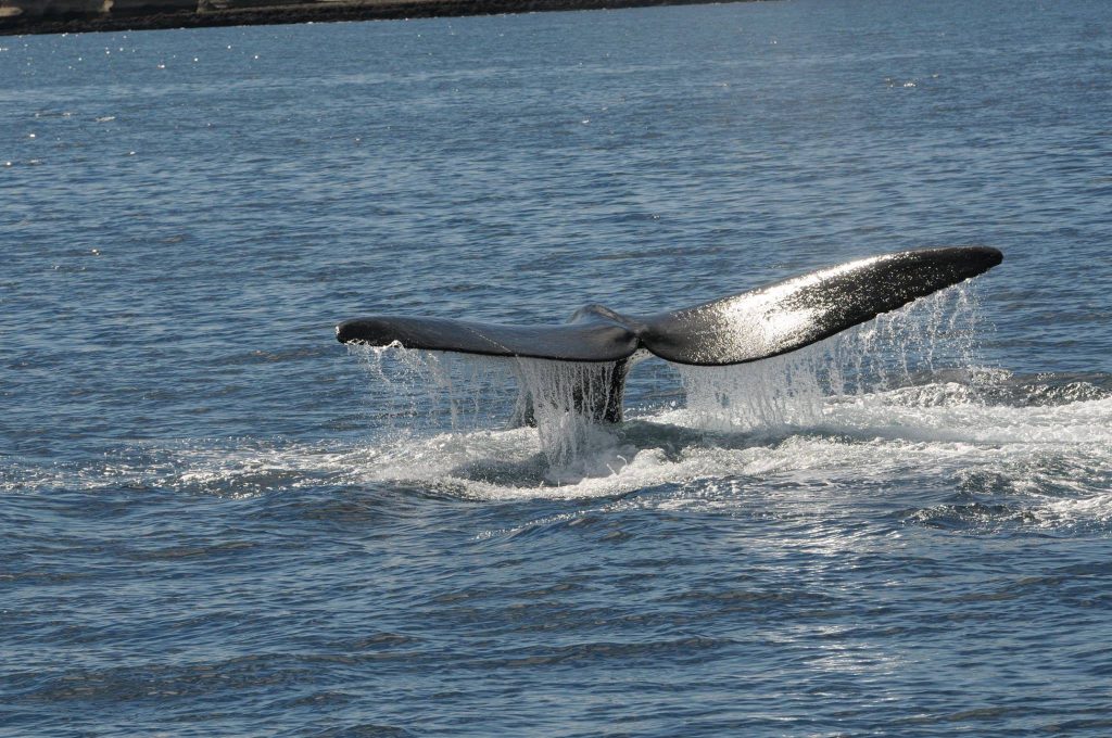 Se inauguró la temporada de avistamiento de Ballena Franca Austral en las costas de Maldonado y Rocha
