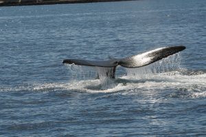 Se inauguró la temporada de avistamiento de Ballena Franca Austral en las costas de Maldonado y Rocha