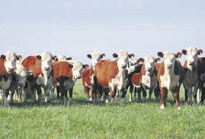 Mercados, ganadería, producción y más en el Valor Agregado de este martes