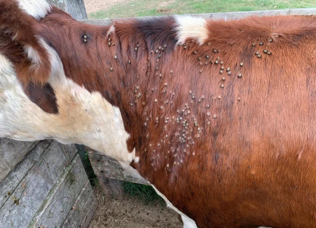 Fogón investigador: reclamo al MGAP por demora en habilitación de biogarrapaticida desarrollado en Uruguay