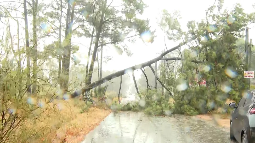 Canelones: dos familias evacuadas, árboles caídos y daños puntuales tras el temporal