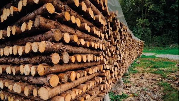 Sector forestal: exportaciones crecieron 13% en el primer semestre, pero preocupa la caída de los precios