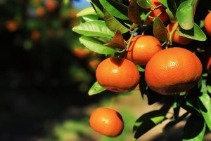 ¿Qué comemos hoy?: La UAM recomienda el consumo de mandarina, manzana, acelga, cebolla de verdeo y rabanito