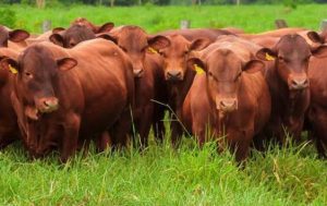 Precios del ganado para el campo marcan nuevo récord