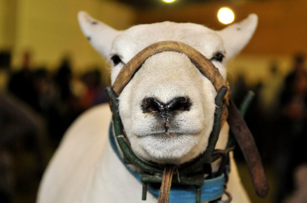 Récord de animales y más de 2.500 marcas en la Expo Prado