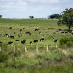Ganadería, mercados, carne y más en el Valor Agregado de este lunes
