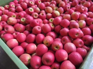¿Qué comemos hoy?: La UAM recomienda el consumo de manzana, apio, lechuga, limón, nabo y papa
