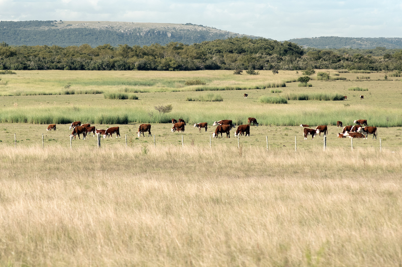 Mercados, ganadería, agricultura y más en el Valor Agregado de este martes