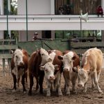 Baja el precio del ganado con fuerte caída en la faena