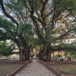 Paysandú inicia la plantación de 10.000 árboles para mitigar el impacto de las altas temperaturas en la ciudad