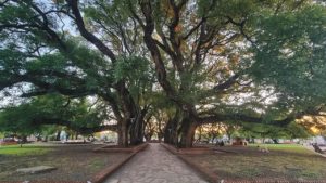 Paysandú inicia la plantación de 10.000 árboles para mitigar el impacto de las altas temperaturas en la ciudad