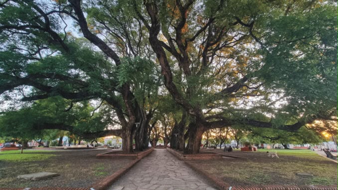Paysandú inicia la plantación de 10.000 árboles para mitigar el impacto de las altas temperaturas en la ciudad