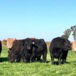 Zafra de toros: retención de vientres y valor del ternero marcan las expectativas de mayor demanda