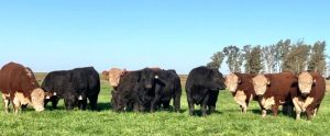Zafra de toros: retención de vientres y valor del ternero marcan las expectativas de mayor demanda
