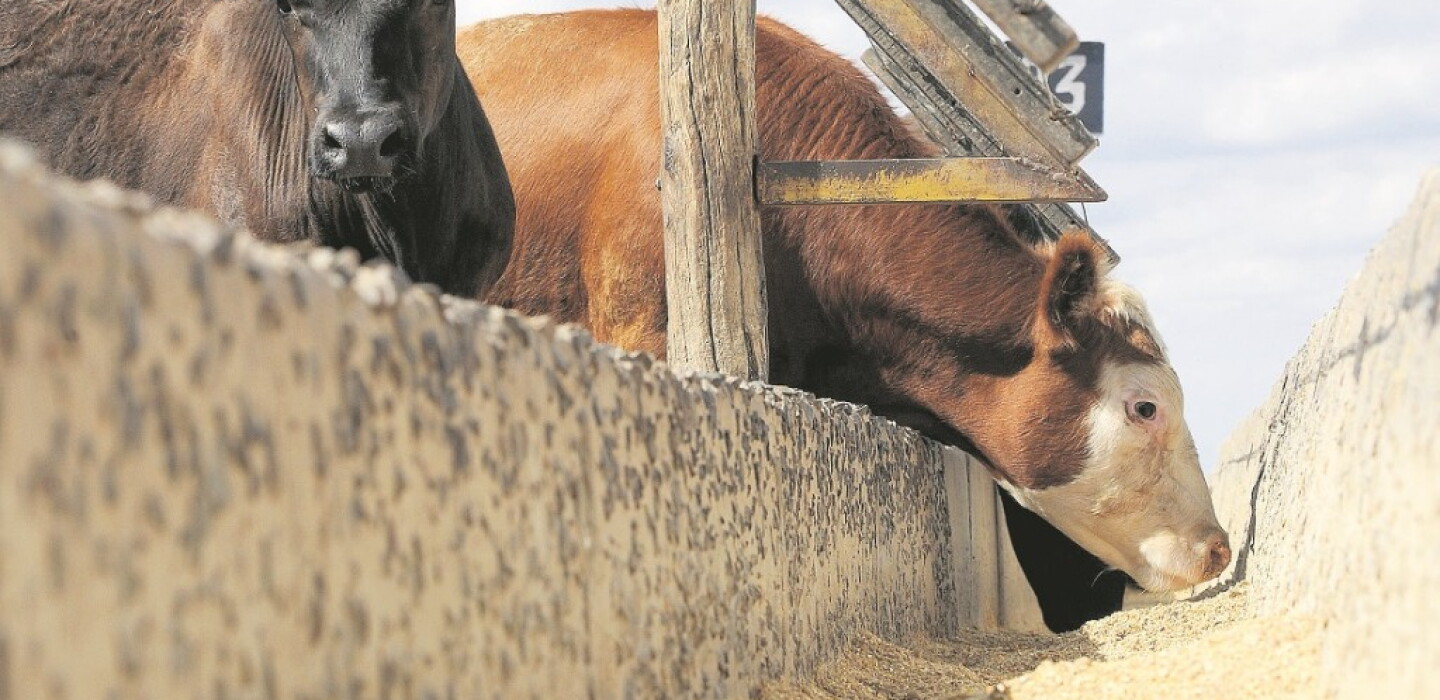 El barro puede elevar hasta 30% los costos de producción en los corrales