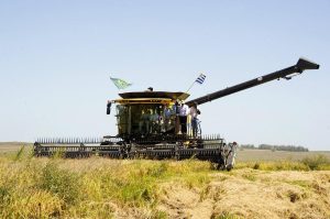 Avanza la siembra del arroz