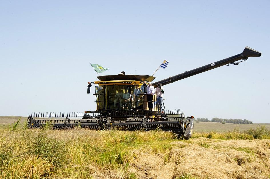 Avanza la siembra del arroz