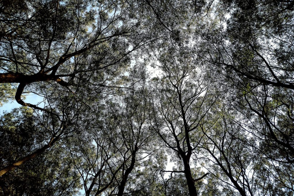 Uruforest vuelve con cuatro jornadas para mostrar el presente y futuro de la industria forestal