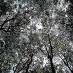 Uruforest vuelve con cuatro jornadas para mostrar el presente y futuro de la industria forestal