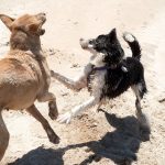 168) Fogón animal: inquietud por parálisis del INBA; en 2026 no han habido castraciones masivas