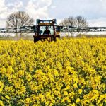 Fogón agrícola: Oleaginosas de invierno, Uruguay busca consolidar mercados de alto valor y avanzar en la producción de biocombustibles
