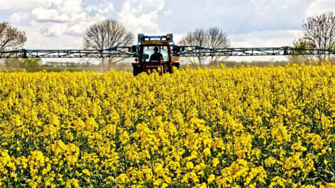 Fogón agrícola: Oleaginosas de invierno, Uruguay busca consolidar mercados de alto valor y avanzar en la producción de biocombustibles