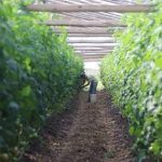 Fogón Granjero: El Niño pone en alerta a la producción hortifrutícola, advierten por menor oferta y mayores precios