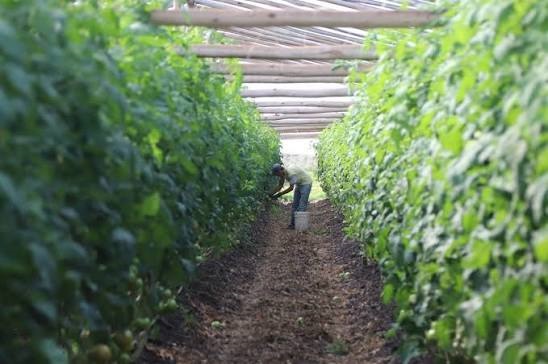 Fogón Granjero: El Niño pone en alerta a la producción hortifrutícola, advierten por menor oferta y mayores precios