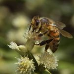 170) Fogón apícola: aumenta mortandad de abejas y presidente de la SAU pide al MGAP intervenir