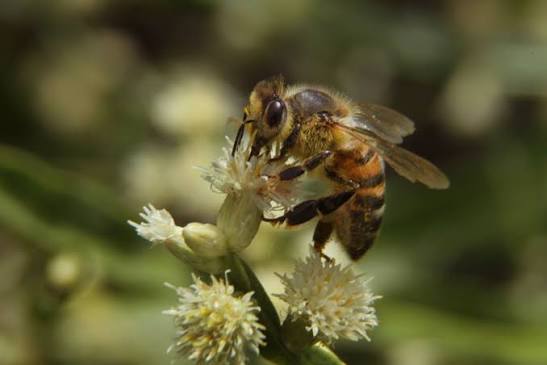 170) Fogón apícola: aumenta mortandad de abejas y presidente de la SAU pide al MGAP intervenir