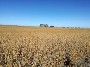 Sube la proyección de producción de maíz en Estados Unidos
