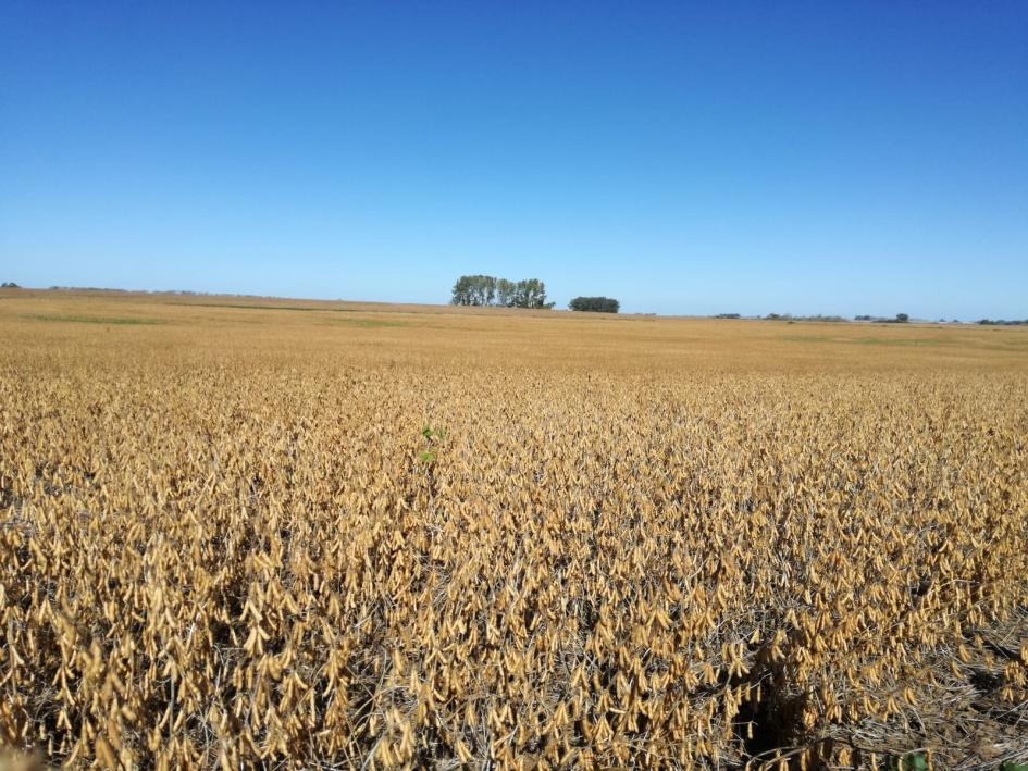Sube la proyección de producción de maíz en Estados Unidos